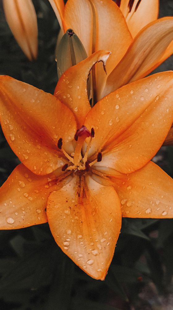 Photograph by Юлия Якубова