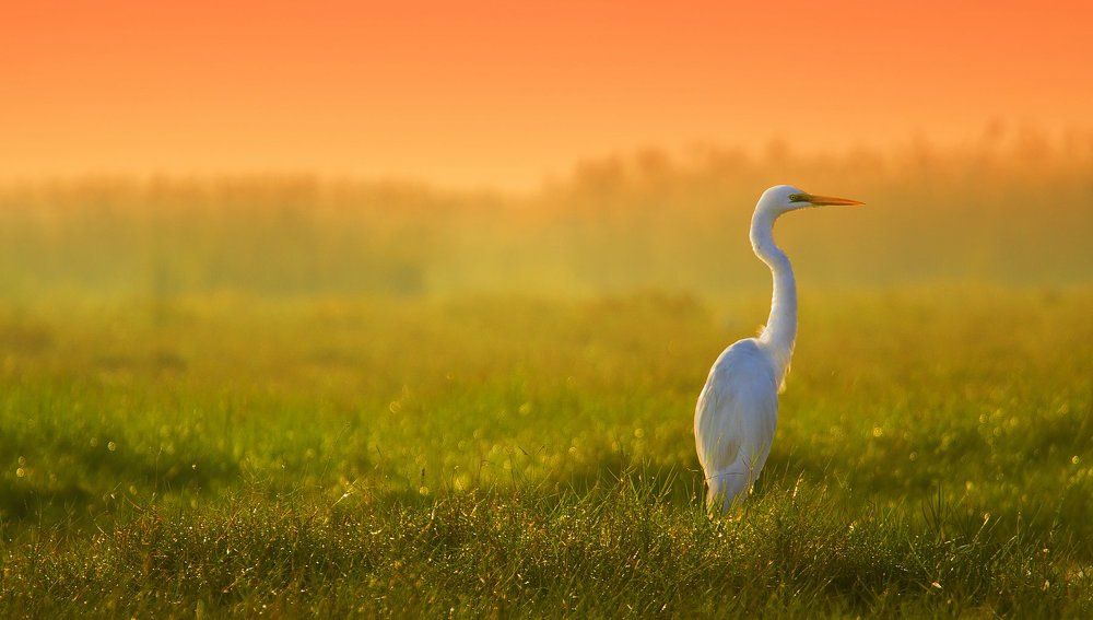 Egret waiting in Paradise