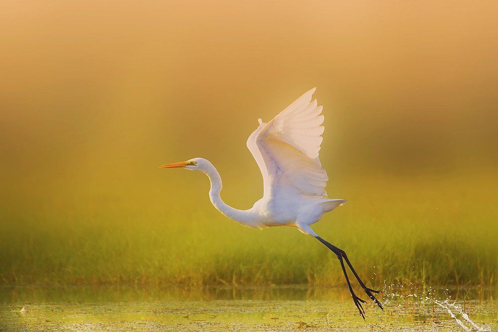 Egret takes off