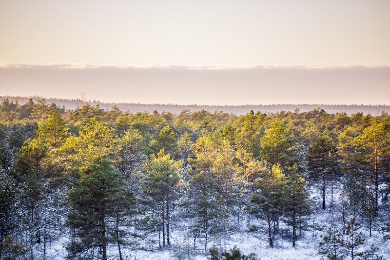 Darius, Lithuania