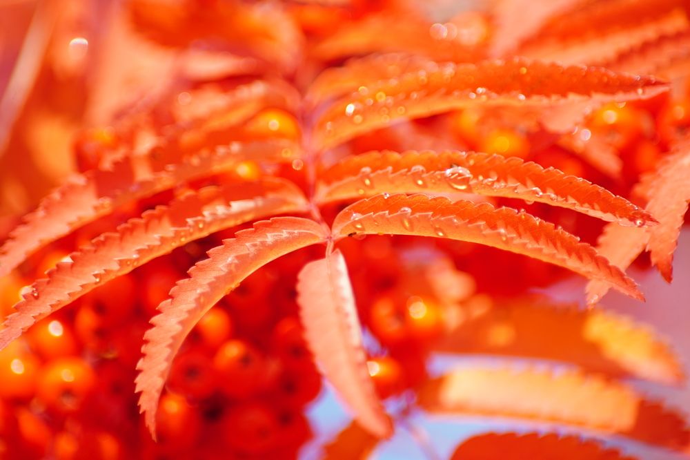 Photograph by Диана Герасимова