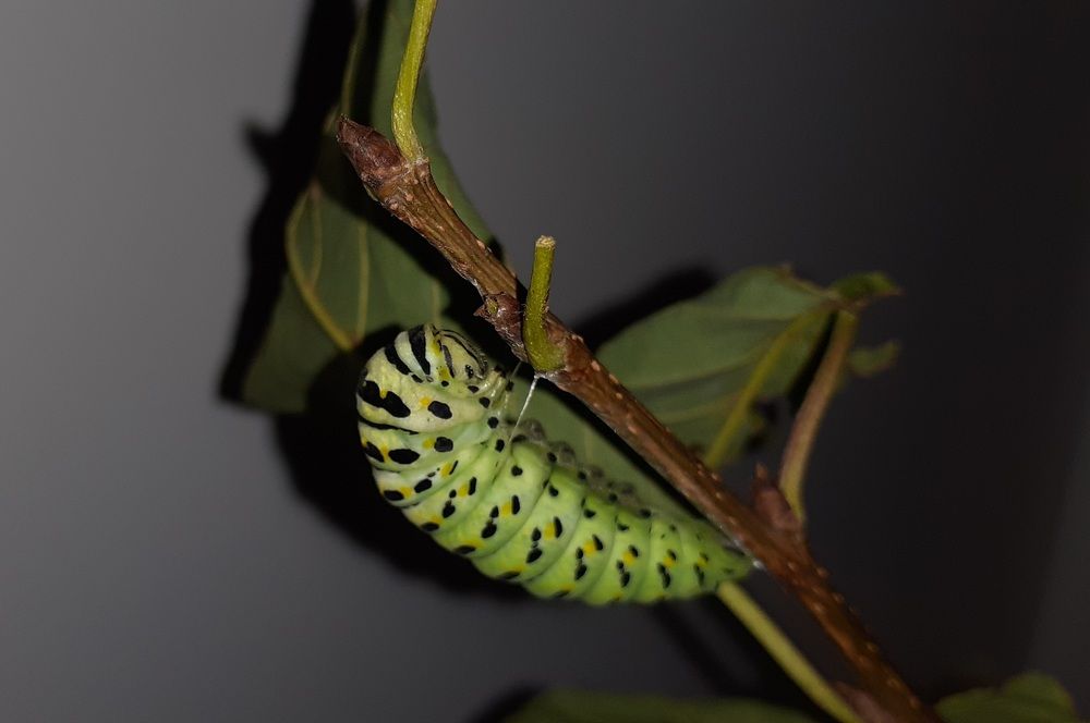 Фотография автора Кристина Присяжная