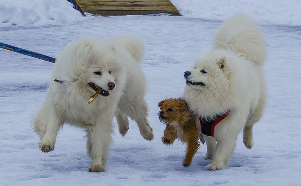 Photograph by Ярослав Бурков