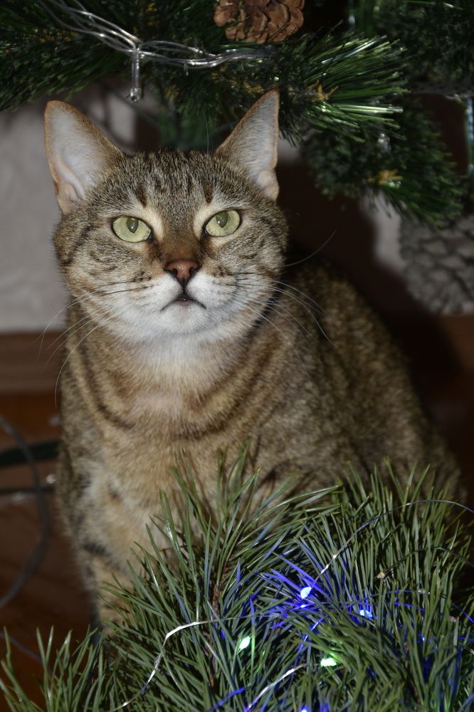 Фотография автора Юлия Ю.