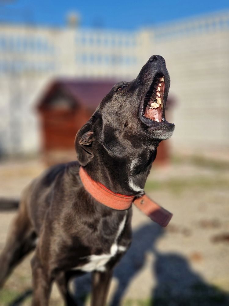 Photograph by Robert Suditu