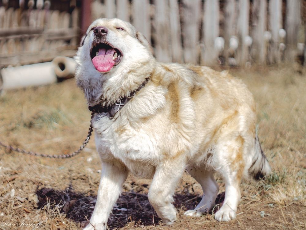 Фотография автора Иван Карпов