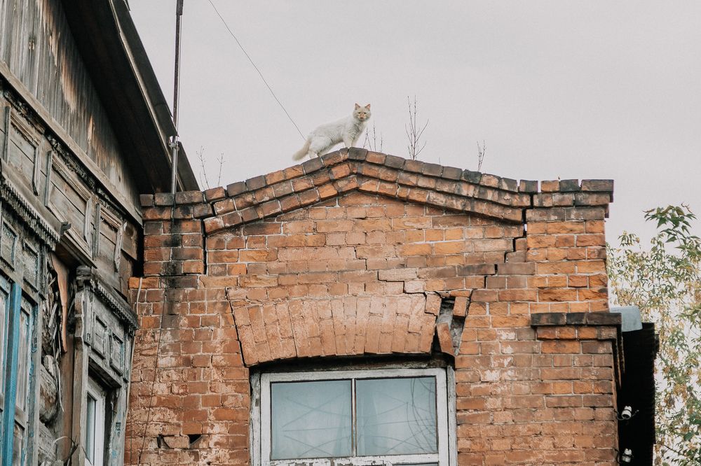 Местный кот следит за порядком на улицах Иркутска