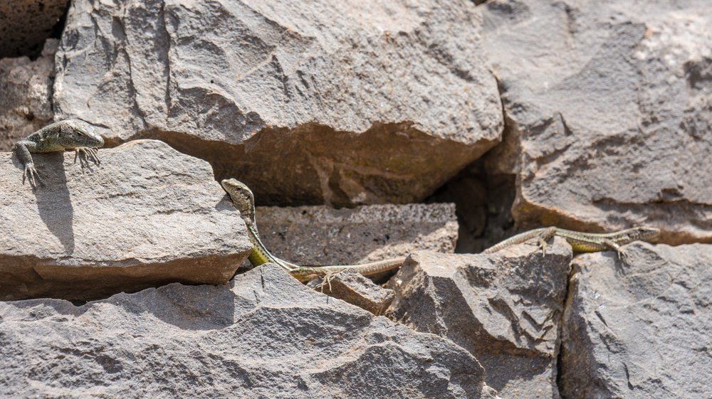 Дела семейные