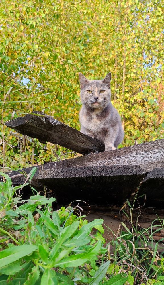 Фотография автора Марина Артемьева