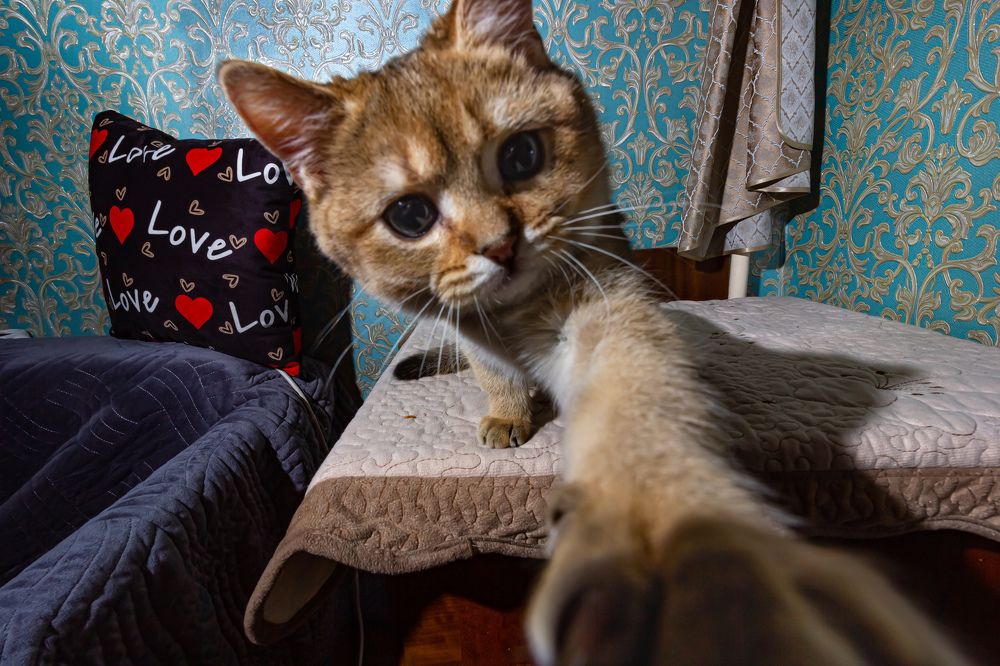 Фотография автора Алексей Бирин