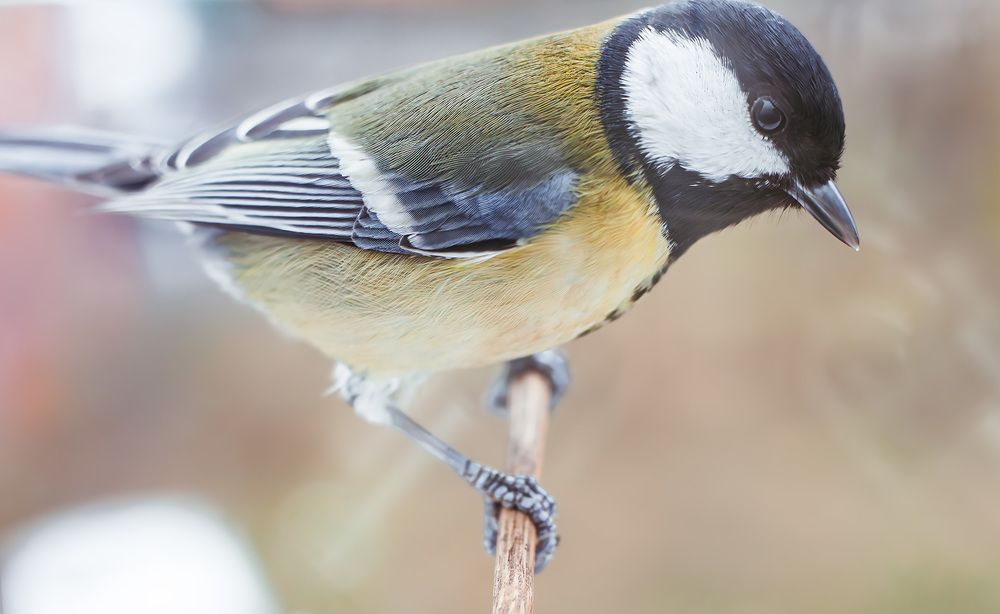 Photograph by Dmitry Dash