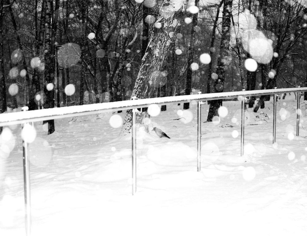 Photograph by Боков Дмитрий