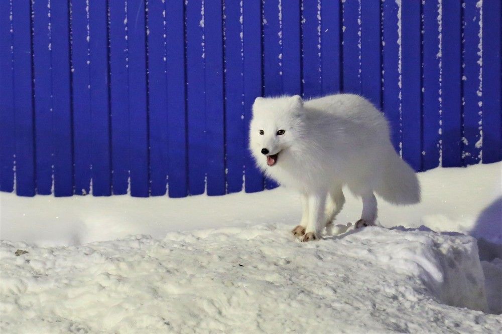 Фотография автора Владимир Кулешов