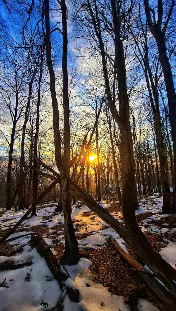 Golden sunset light filters through a snow  نور طلایی غروب، از میان جنگل برفی