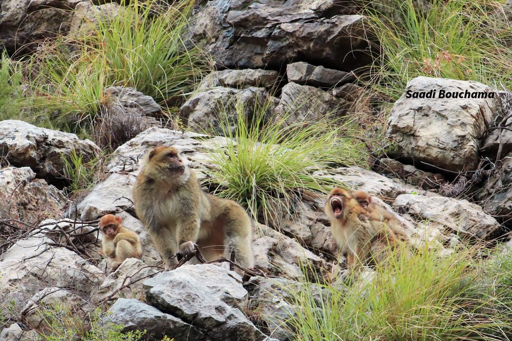 Photograph by Saadi Bouchama