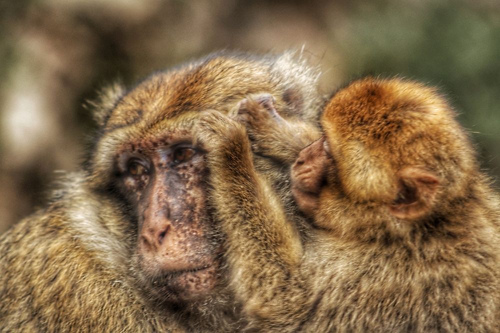 Photograph by Saadi Bouchama