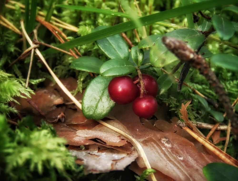 Таёжная брусника