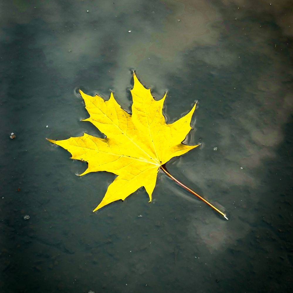 Фотография автора Светлана Таркан