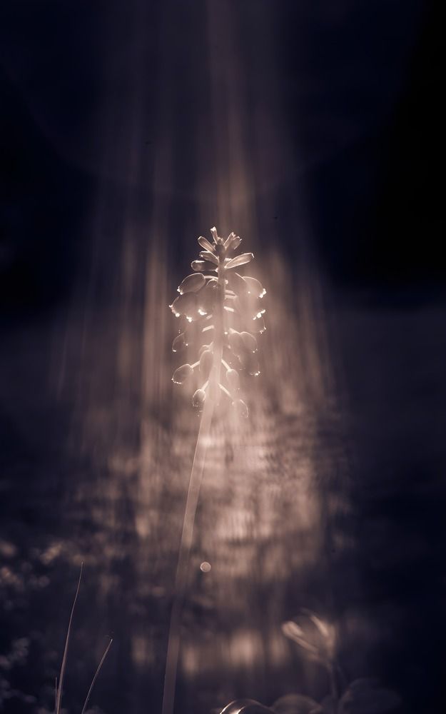 Фотография автора Алексей Шапочкин