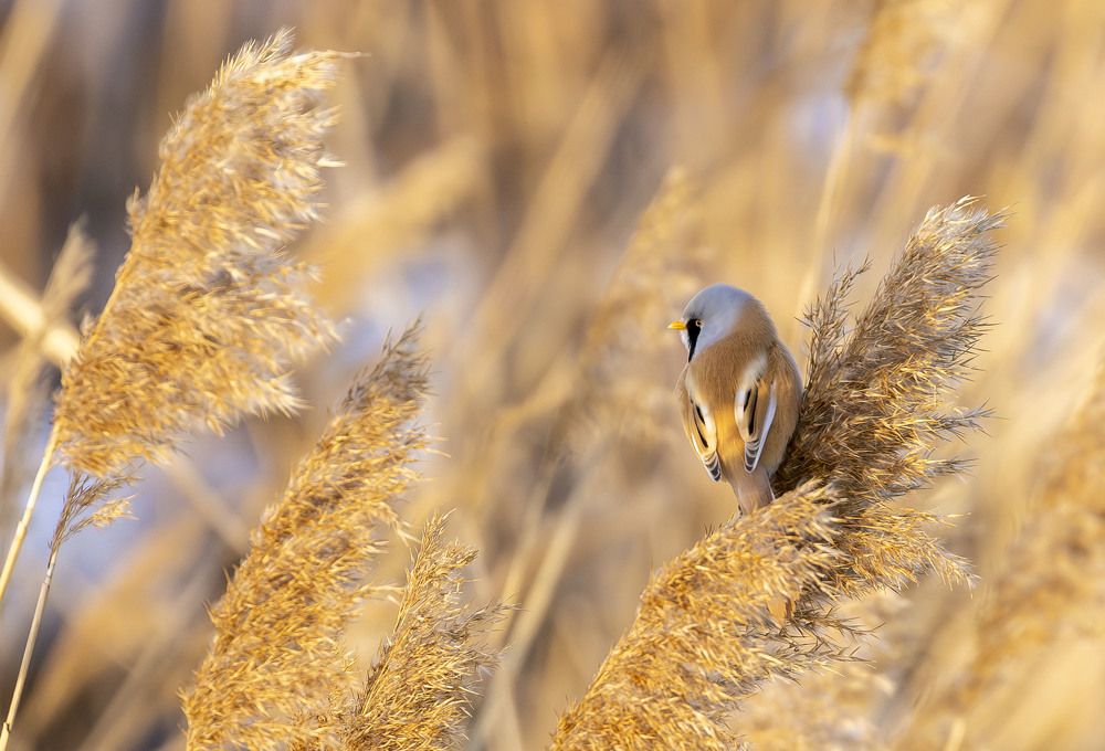 Photograph by Vladimir Voronyuk
