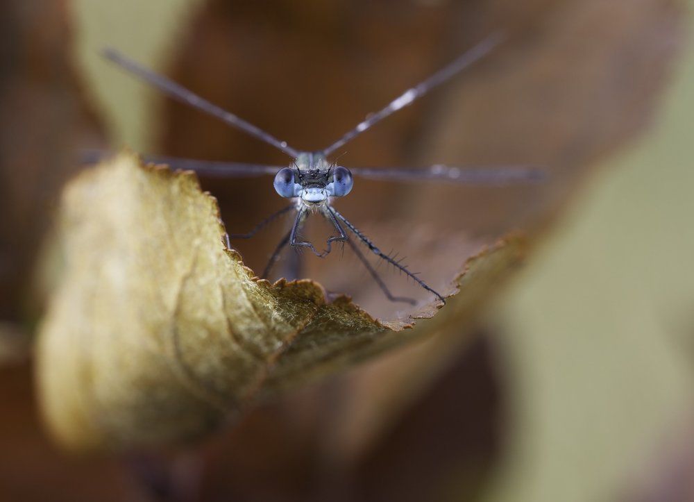 Голубоглазка