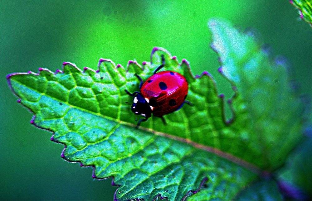 Фотография автора Сергей Рапопорт