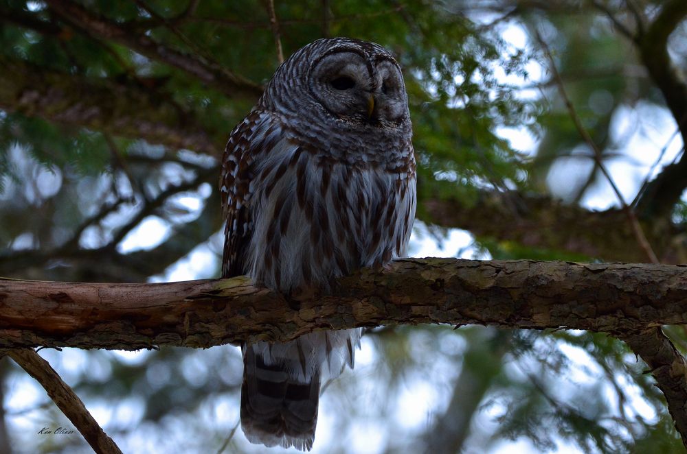 Photograph by Ken Oliver