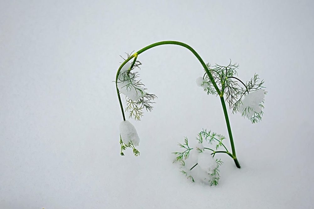 Photograph by Василий Быстрицкий