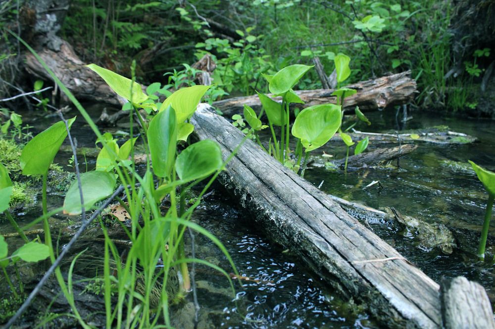 Photograph by Екатерина Пачина