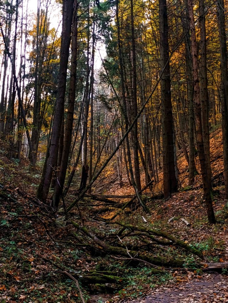 Фотография автора Светлана Таркан