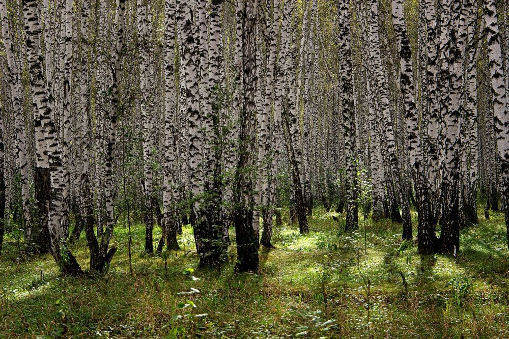 Фотография автора Екатерина Першина