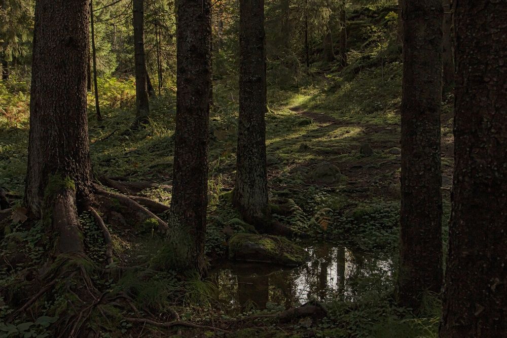 Фотография автора Екатерина Першина