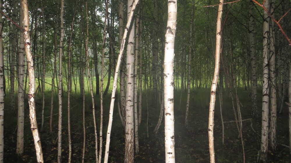 Photograph by Елизавета Колесникова