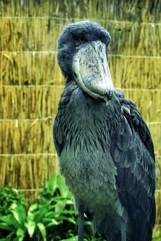 Photograph by Татьяна Хуссейн