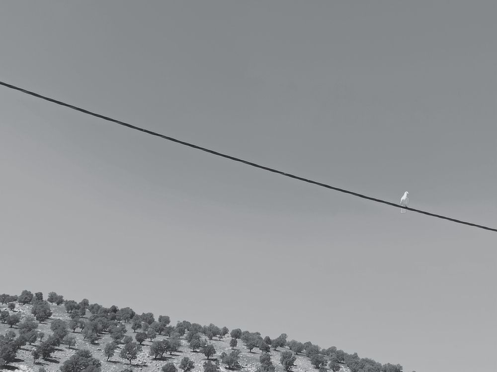 Photograph by Asma Rashidi