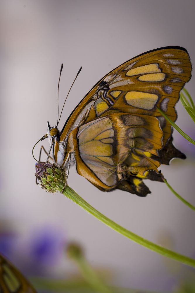 Photograph by Stefania Pelosi