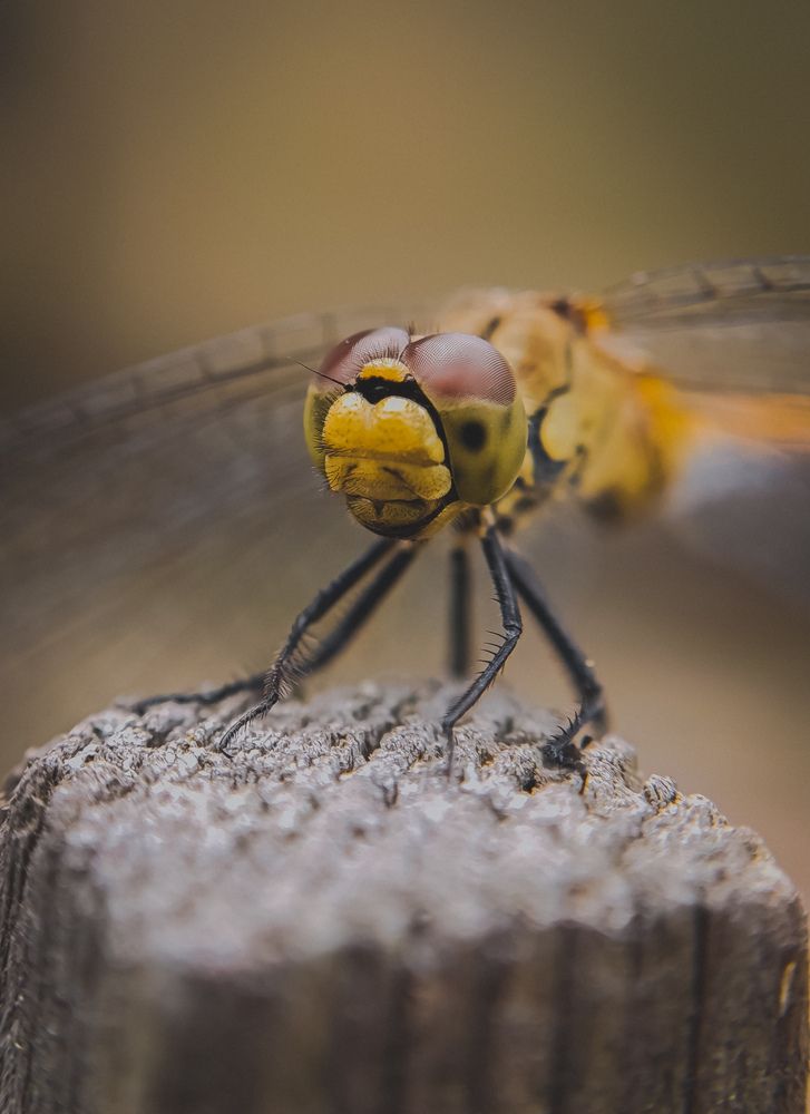 Photograph by Юлия