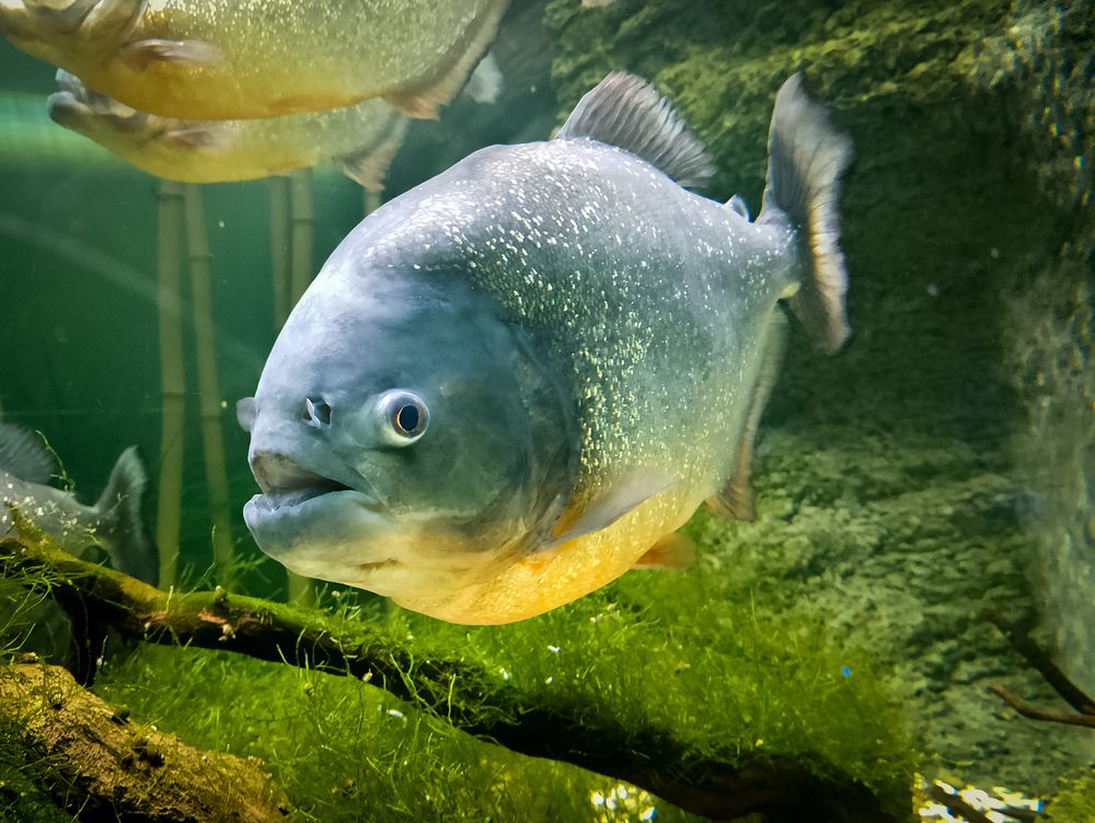 Photograph by Татьяна Хуссейн