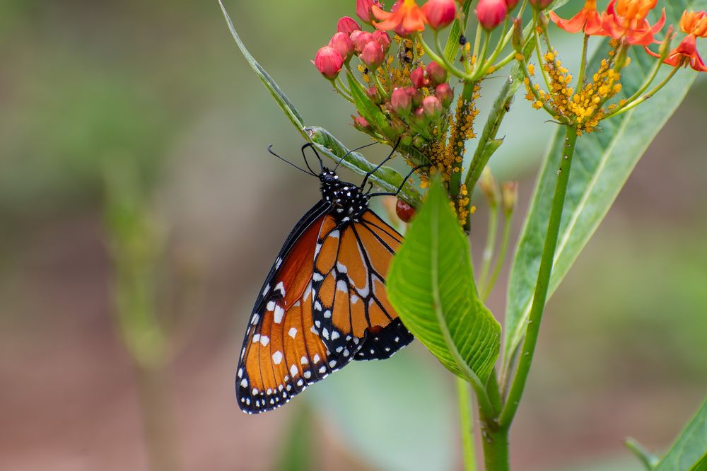 A melhor textura e cores representadas na borboleta!