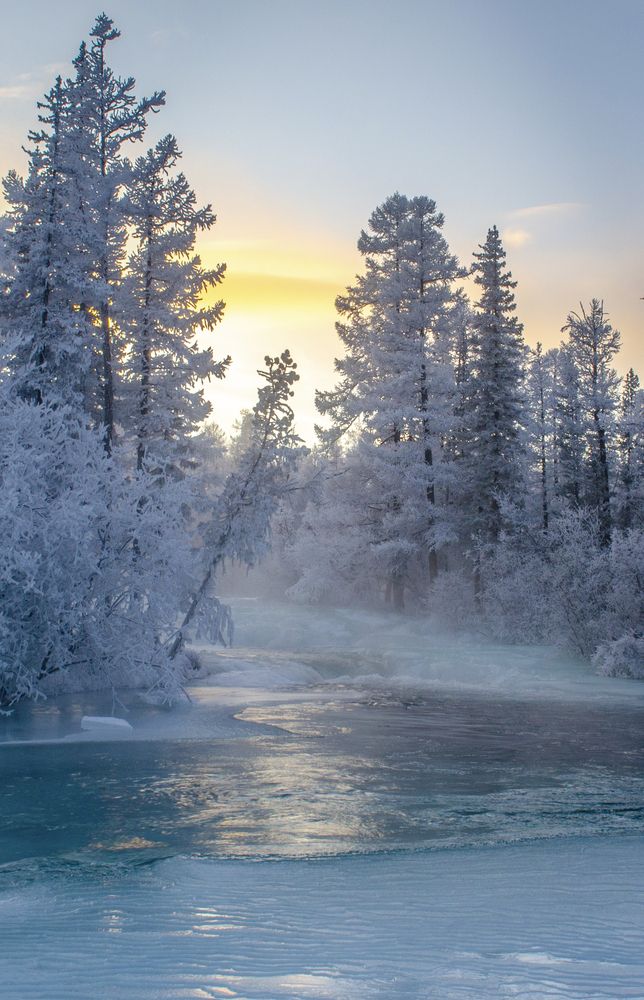 Фотография автора Светлана Шишкова