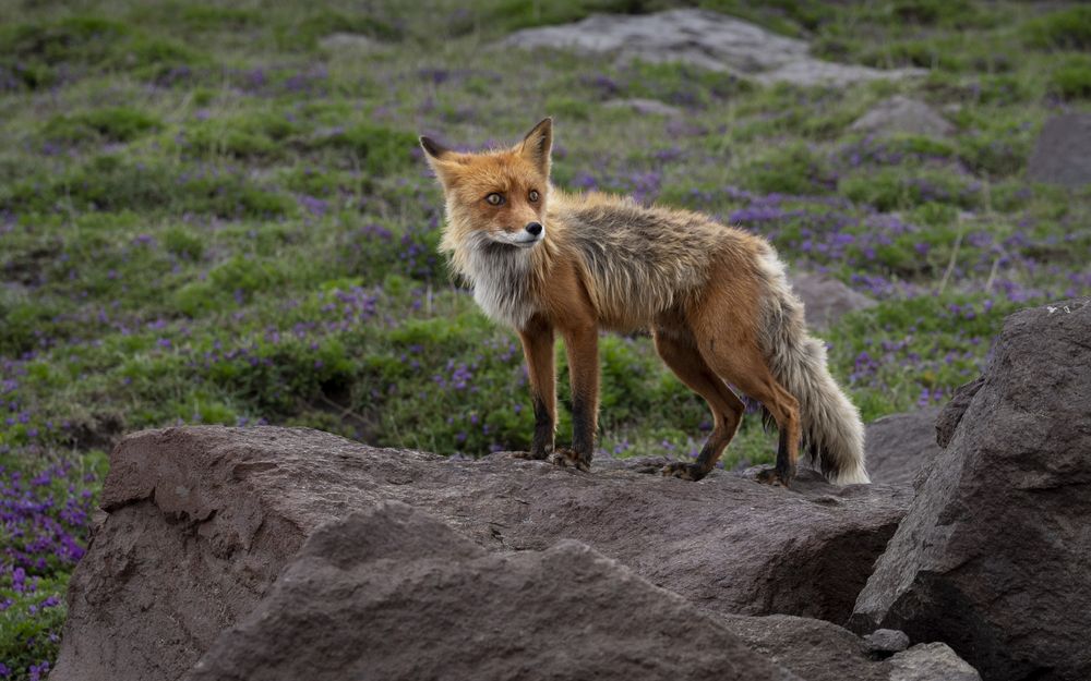 Фотография автора Светлана Шишкова