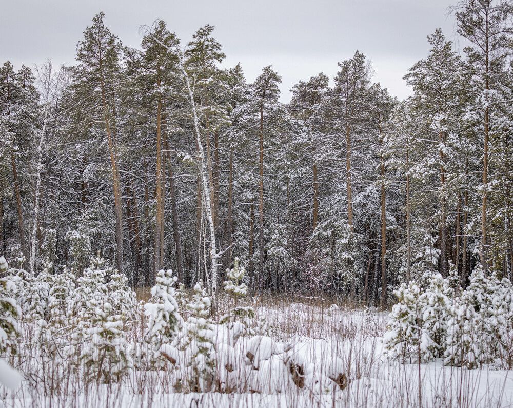 Photograph by Vladimir Voronyuk