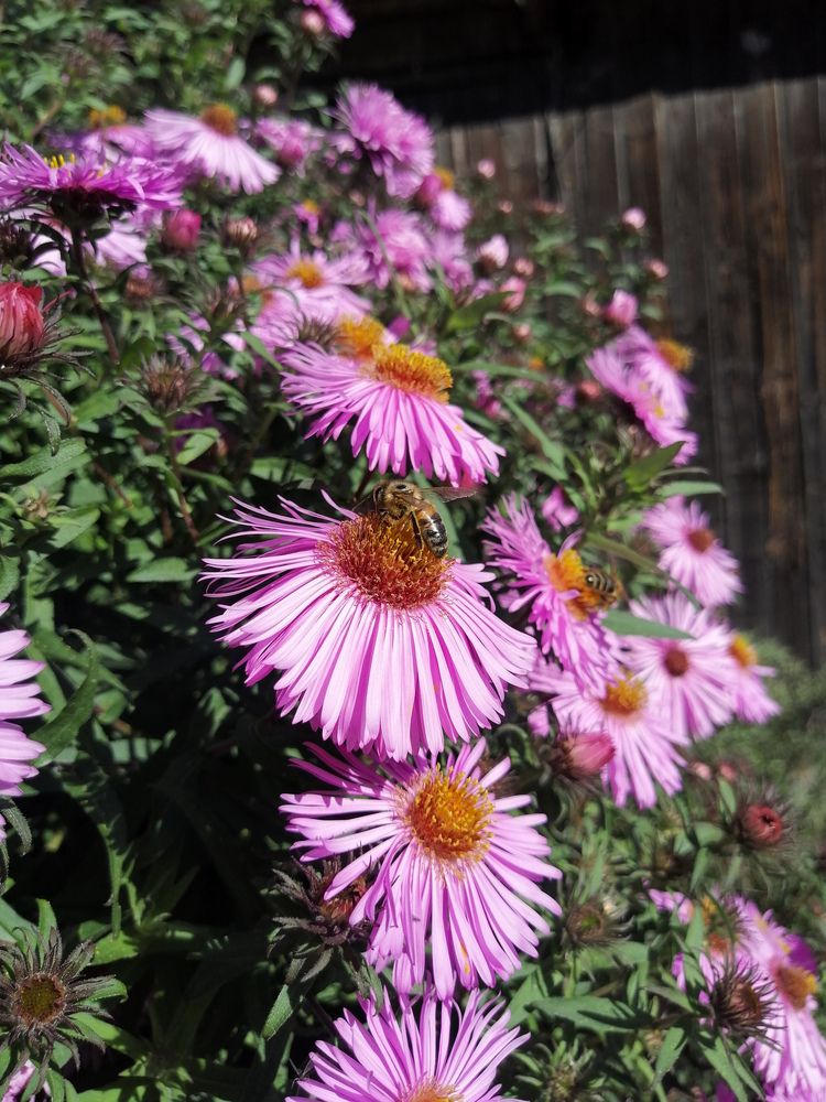 Фотография автора Серафима Футлярова