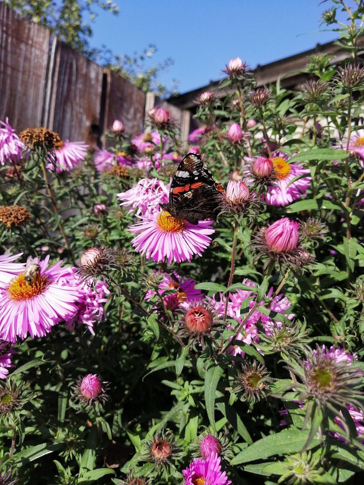 Фотография автора Серафима Футлярова