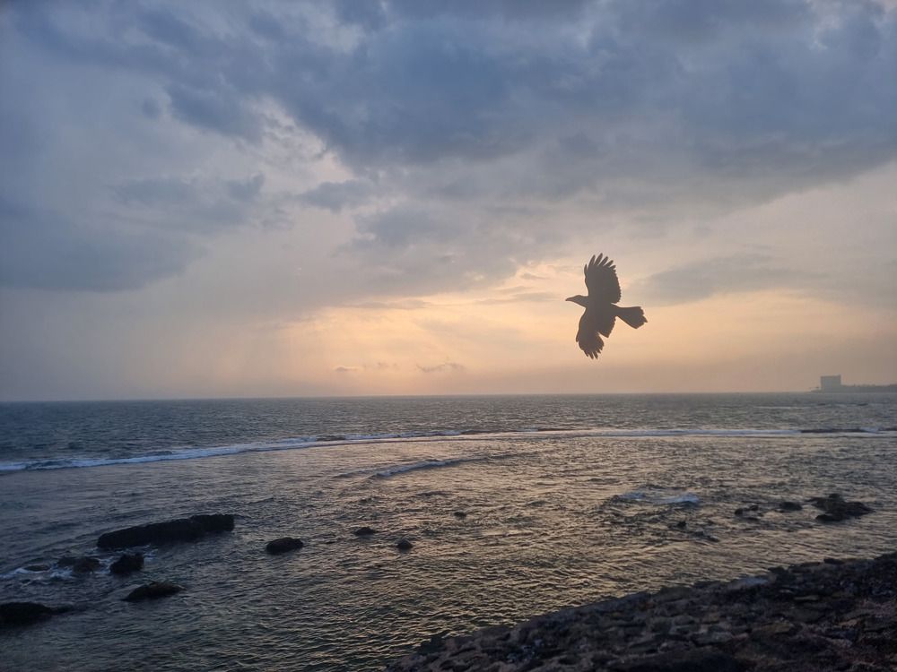 Photograph by Murali dharan