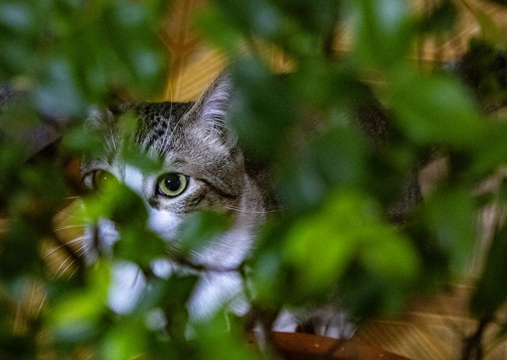 Фотография автора Roger Laverde