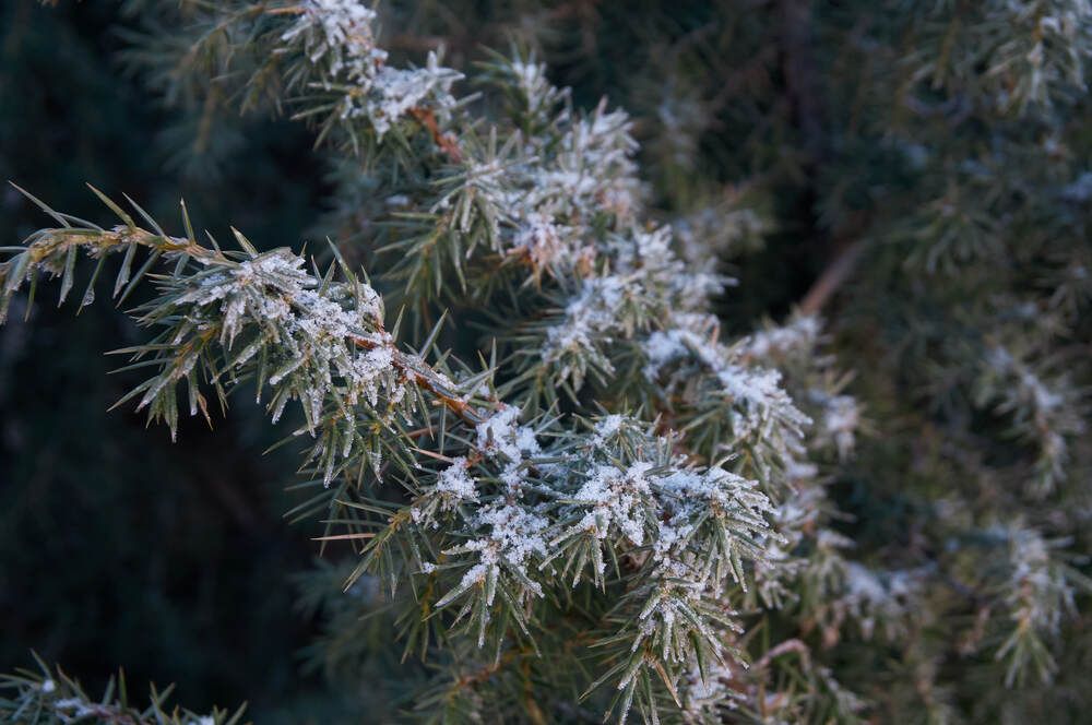 Photograph by Dana Korolkova