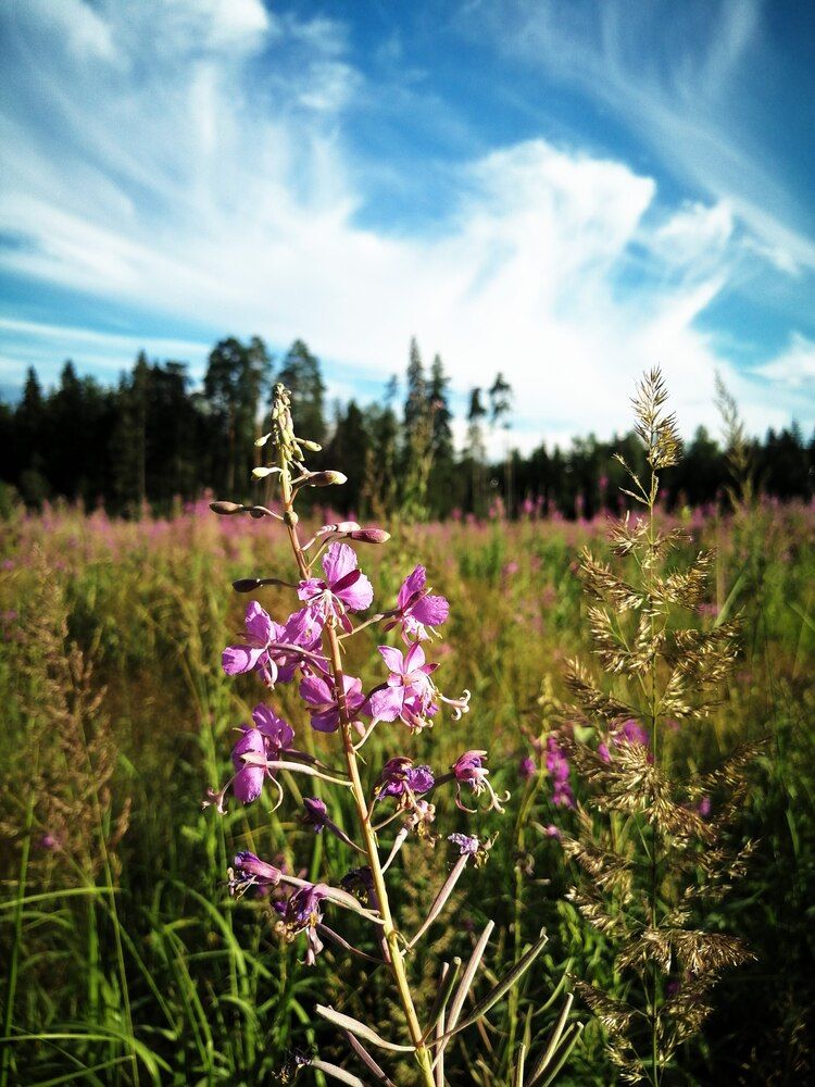 Фотография автора Серафима Футлярова