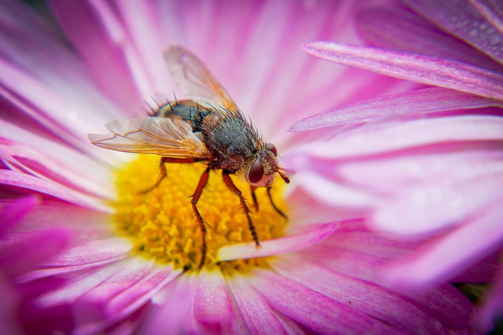 Фотография автора Юрий Фефилов