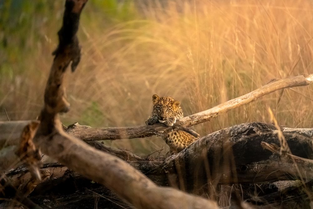 Photograph by Niranjan Rajagopal